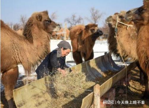 正宗驼奶哪里买,跨越千里,只为那一口正宗驼奶