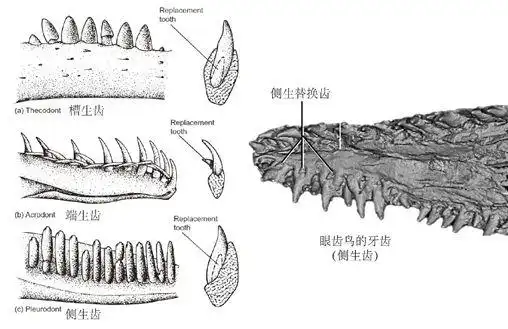 琥珀中的史上最小恐龙,也许是史上最大乌龙