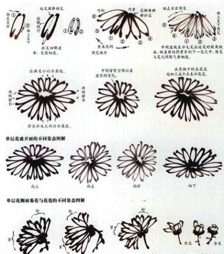 中国画菊花的绘画技巧教程学习