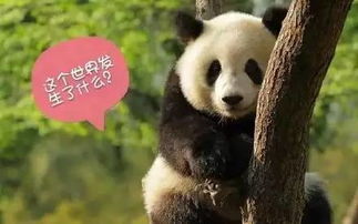 求真相大熊猫为什么只有黑白照片附萌团子海量动图