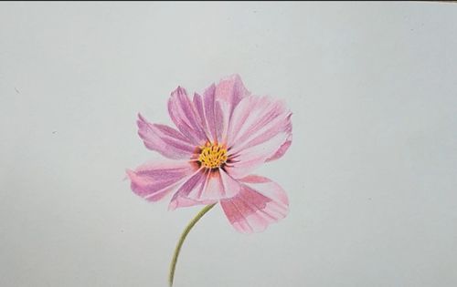 教你用彩铅三分钟画出一朵娇艳欲滴的格桑花,美翻啦