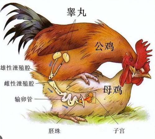 为什么母鸡不和公鸡交配就能产蛋那公鸡存在的作用是啥