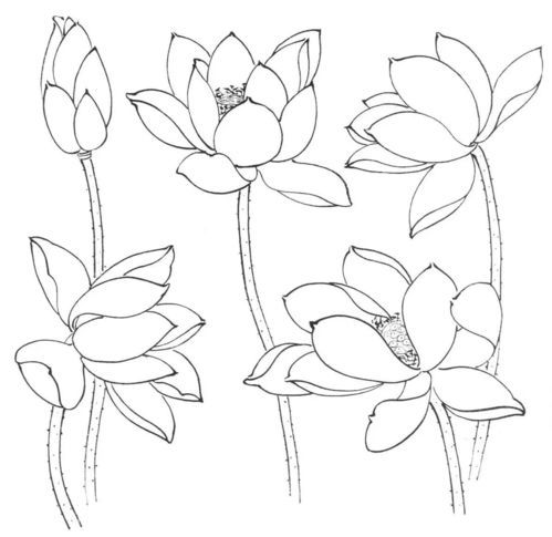 荷花图片简笔画