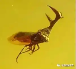 恐龙死于行星撞地琥珀让此产生了质疑......