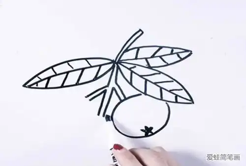 橘子简笔画