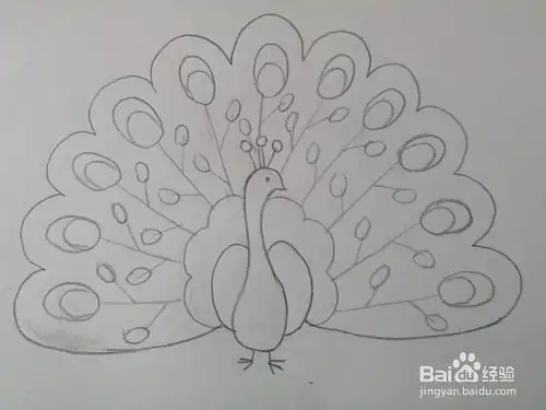 孔雀的简笔画带颜色步骤