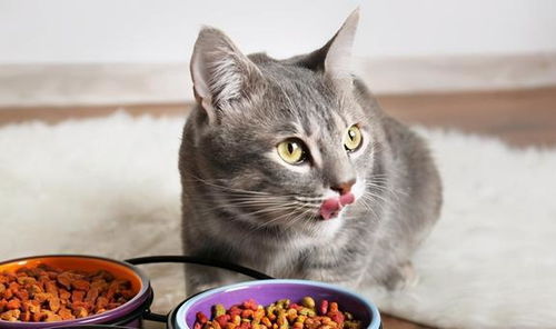 实不相瞒,这几种食物对猫咪来说,是人间美味