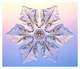 飞雪冰花图册