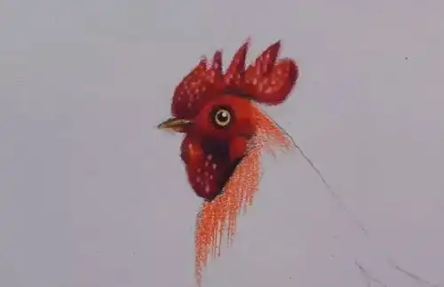 小央美美术品牌这么详细的教程还不来学教你用彩铅画一只大公鸡