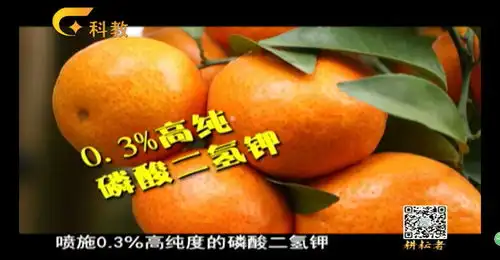 柑橘您好柑橘小果怎么办