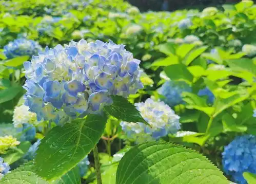 心形绣球浪漫绽放就藏在杨浦这座公园