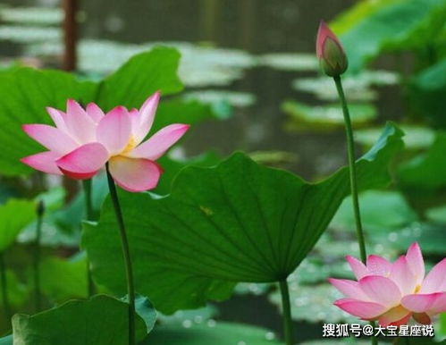 2月财神照顾的4生肖,前脚大运到,后脚大财到,日子富足美满
