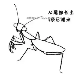 螳螂简笔画教程
