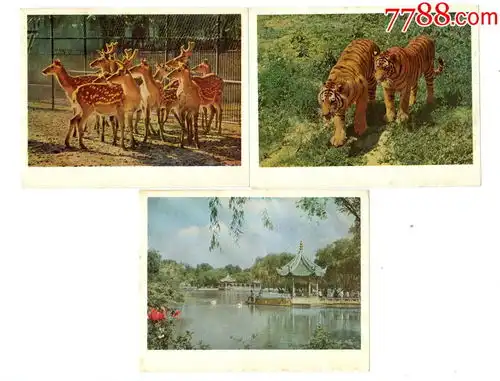 上海西郊公园导游图彩色小画片老虎梅花鹿天鹅湖3枚合售