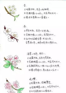 桃花杏花梨花傻傻分不清春天赏花,你可能需要看看这个