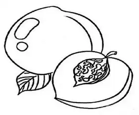 水果简笔画描写水果