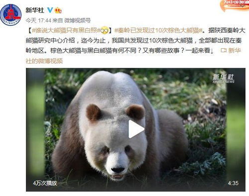 谁说大熊猫只有黑白照秦岭已发现过10次棕色大熊猫
