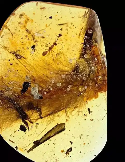 一块蕴含着恐龙信息的琥珀,跟想象中好像有点不同