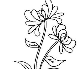 怎样画菊花