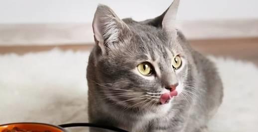 猫咪有这些表现,说明它身体爬满了虫子