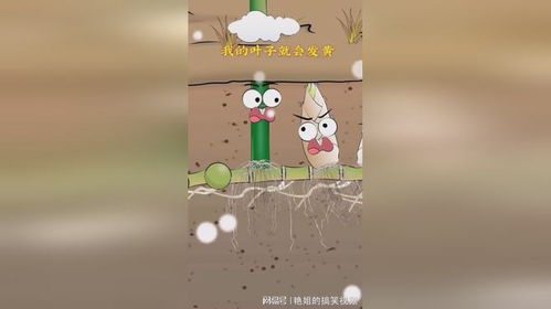 找冬笋也可以根据成年竹子的叶子颜色来寻找