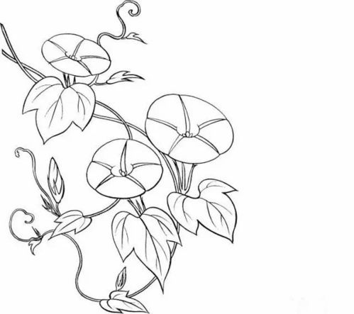 各种植物简笔画大全,可以直接涂色哦为孩子收藏