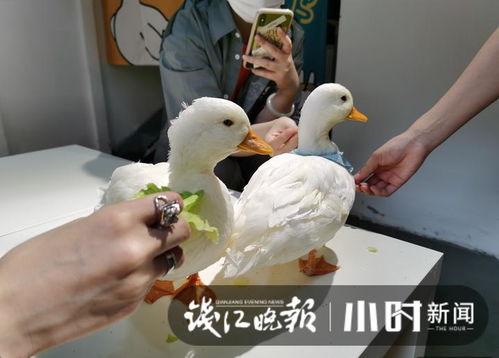 我的妈鸭温州95后小姐姐开了家撸鸭店,王思聪同款,梁朝伟喂鸽子的快乐感受一下
