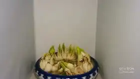 大魔花螳螂进食高清版