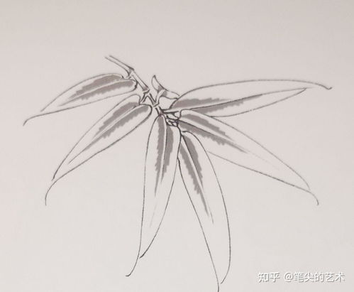 浅谈工笔竹子与菊花区别