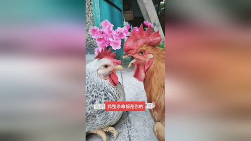 过年时,搞笑公鸡竟这样忽悠外面的母鸡