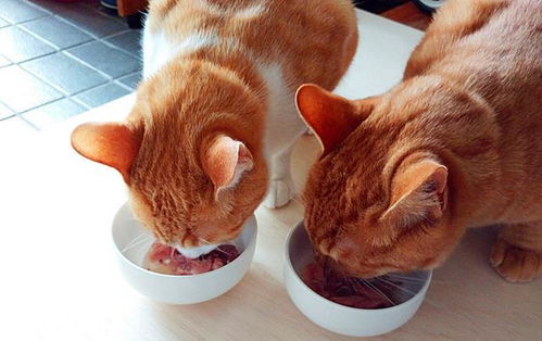 猫咪吃东西也能预防心脏病饮食管理做得好,猫咪无事活到老
