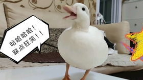 阿汤哥附体小鸭鸭鸭中特工,爬笼子翻栏杆都是小意思