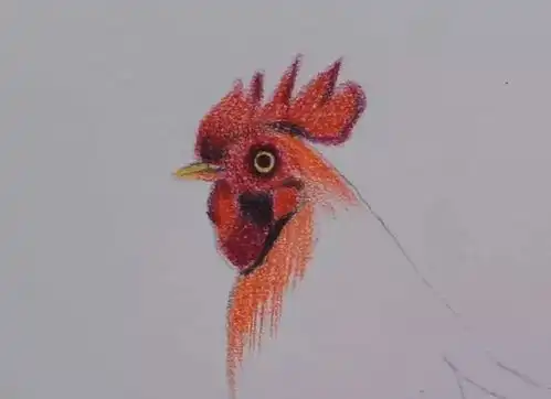 小央美美术品牌这么详细的教程还不来学教你用彩铅画一只大公鸡
