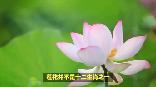 莲花是什么生肖